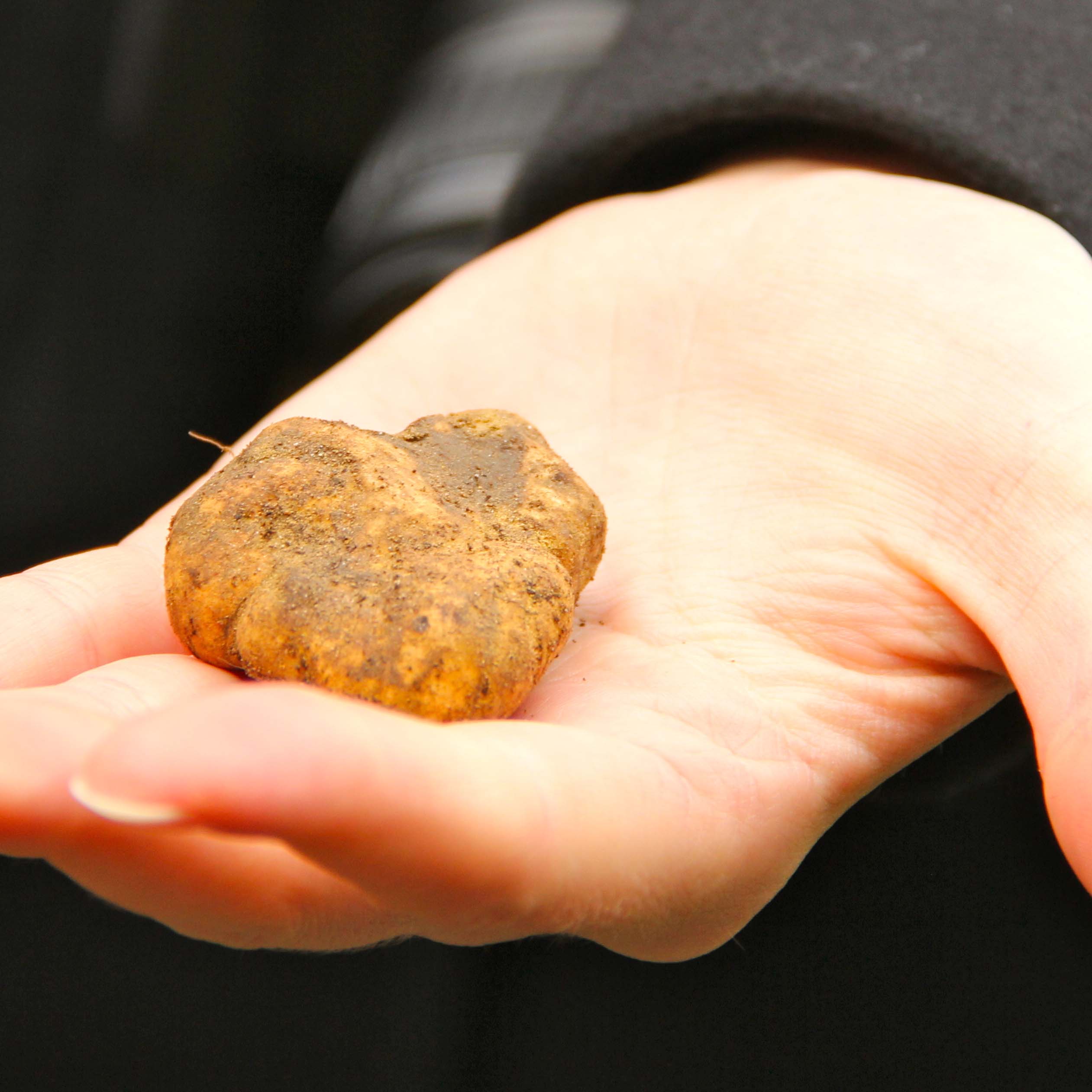 Mostra mercato nazionale tartufo bianco Città di Castello Tartufo_bianco